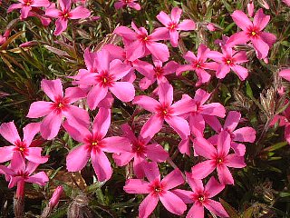 シバザクラ しばざくら 芝桜 の花言葉 花言葉事典