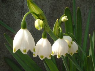 スノーフレークの花言葉は記憶 : 1月23日の花と 花言葉 スノーフレーク、万両（まんりょう）、 猫柳（ねこやなぎ） - NAVER まとめ
