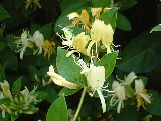 スイカズラ すいかずら 忍冬 吸葛 の花言葉 花言葉事典