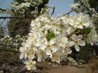 スモモ すもも 李 酢桃 の花言葉 花言葉事典