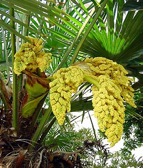 シュロ しゅろ 棕櫚 の花言葉 花言葉事典