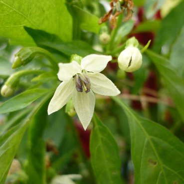 トウガラシの花