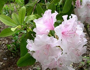 ツツジ つつじ 躑躅 の花言葉 花言葉事典