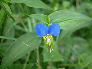 ツユクサ つゆくさ 露草 の花言葉 花言葉事典