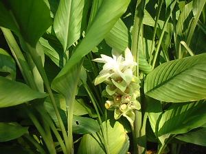 ウコン うこん 鬱金 の花言葉 花言葉事典