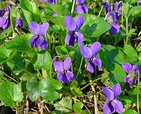 ニオイスミレ においすみれ 匂い菫 の花言葉 花言葉事典