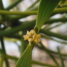 ヤドリギ やどりぎ 宿り木 寄生木 の花言葉 花言葉事典