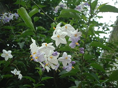 ツルハナナス つるはななす 蔓花茄子 の花言葉 花言葉事典