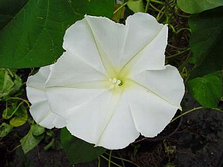 ヨルガオ よるがお 夜顔 の花言葉 花言葉事典