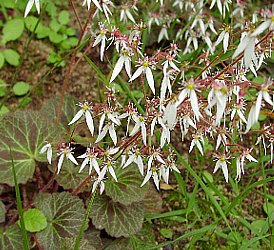 ユキノシタ ゆきのした 雪の下 の花言葉 花言葉事典