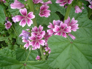 ゼニアオイ ぜにあおい 銭葵 の花言葉 花言葉事典