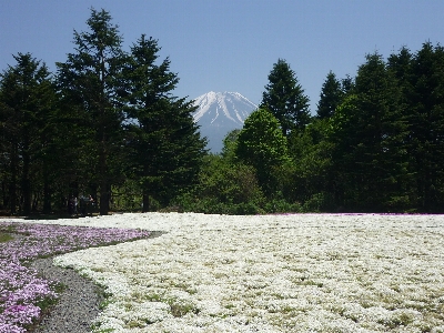 白花と富士山