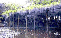 久伊豆神社の藤