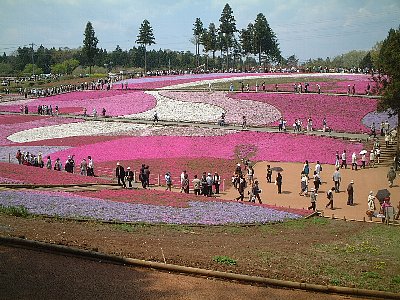 芝桜の丘全景