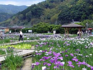 かわづ花菖蒲園