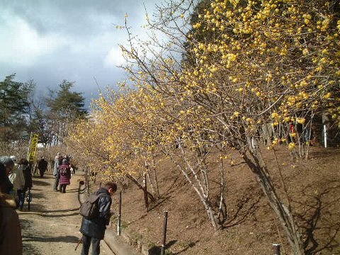 宝登山ロウバイ園