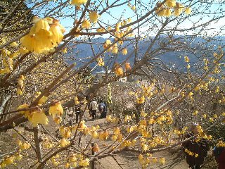 ロウバイ園遠景