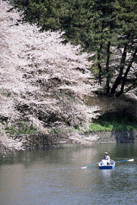 桜