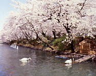 高崎城址（じょうし）公園の桜
