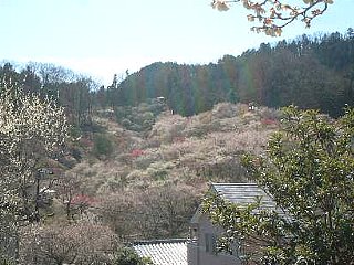 梅の公園遠景