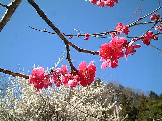 紅白の梅