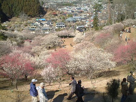 吉野梅郷