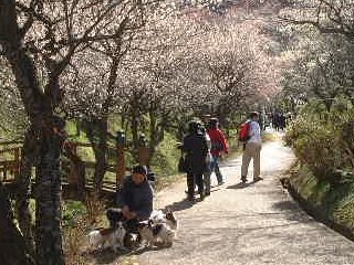 園内の歩道