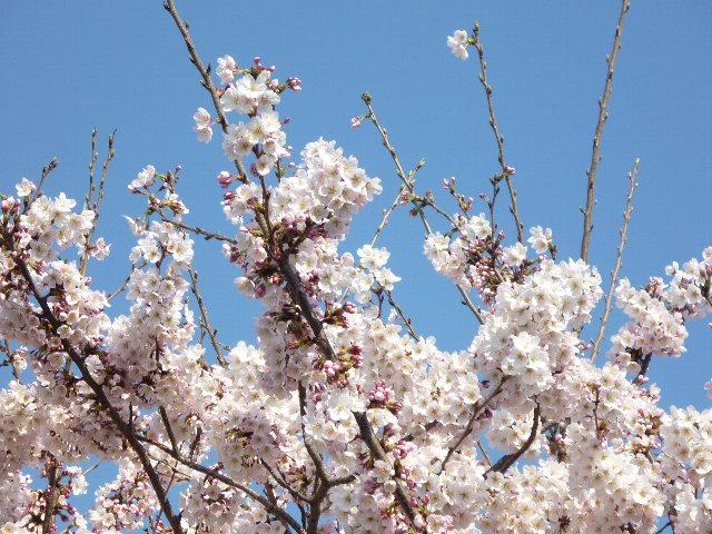 サクラ（桜・ソメイヨシノ）