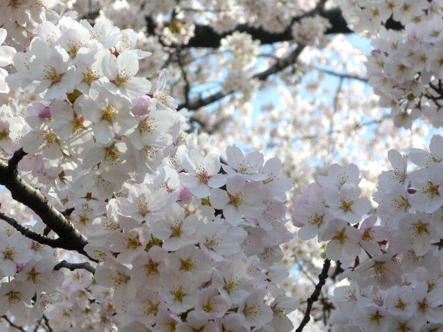 桜，ソメイヨシノ
