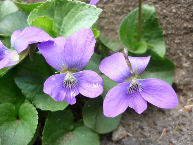 スミレ すみれ 菫 の花言葉 花言葉事典