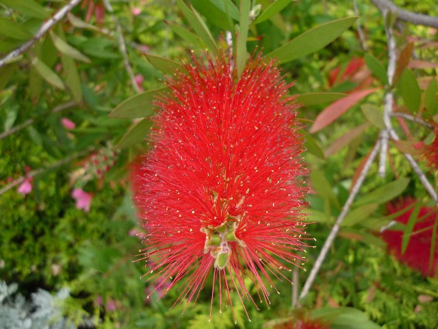 ブラシノキの花（アップ）