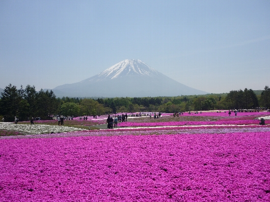 富士の麓のシバザクラ！