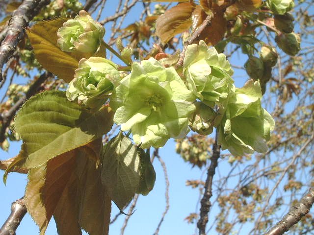 御衣黄の花