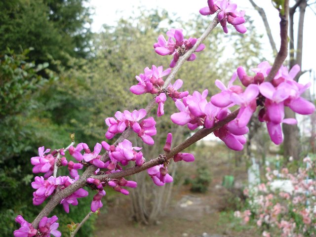 ハナズオウ はなずおう 花蘇芳 の花言葉 花言葉事典