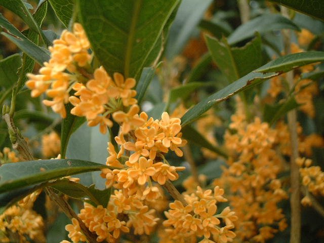 キンモクセイ きんもくせい 金木犀 の花言葉 花言葉事典