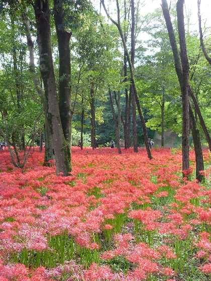 巾着田のヒガンバナ