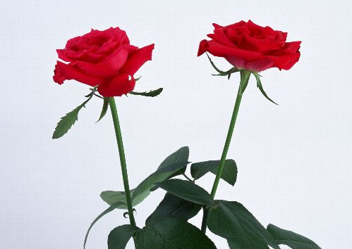 ２本のバラ