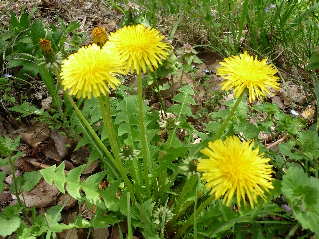 タンポポ たんぽぽ 蒲公英 の花言葉 花言葉事典