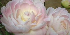 シャクヤク，しゃくやく（芍薬）