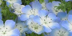 ネモフィラ（るりからくさ・瑠璃唐草）