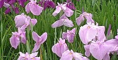 ハナショウブ，はなしょうぶ(花菖蒲）