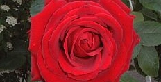 バラ，ばら（薔薇）