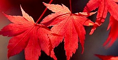 モミジ，もみじ（紅葉）