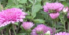 キク，きく（菊）