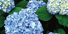アジサイ，あじさい（紫陽花）