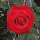 「情熱の薔薇」
