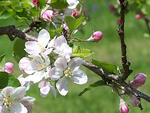 リンゴの花