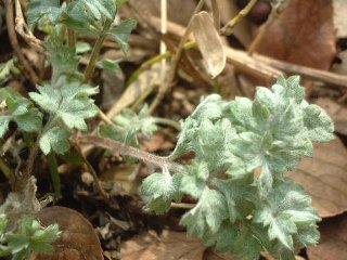 ヨモギの新芽